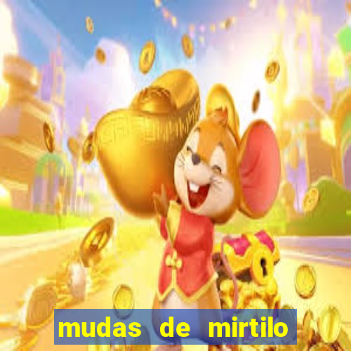 mudas de mirtilo em porto alegre